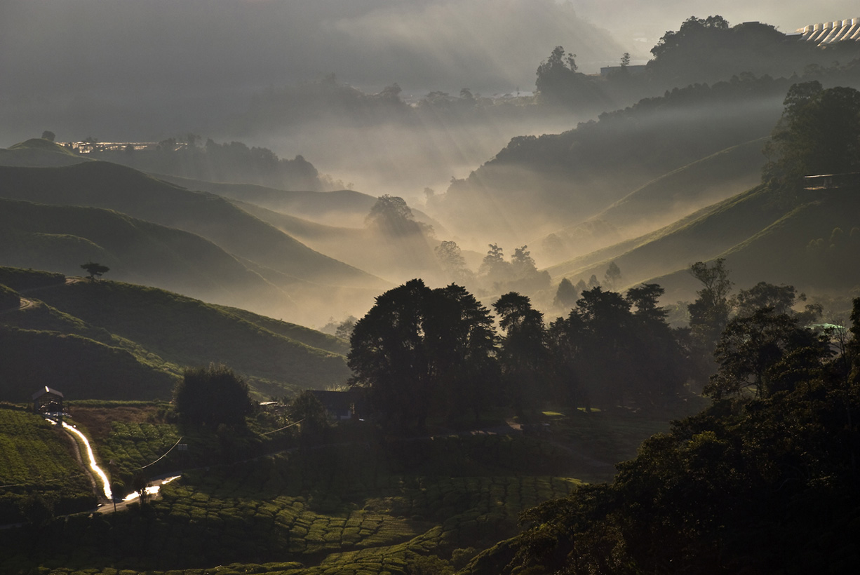 Cameron Highlands