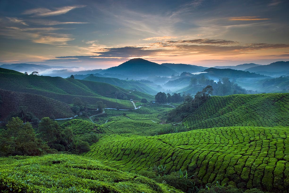 Cameron Highlands